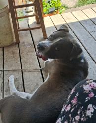 Reunited Male Dog last seen Jefferson Avenue east Whitney east market street, Anderson, SC 29621