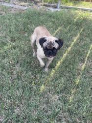 Found/Stray Female Dog last seen Sunny side ave, Dallas, TX 75211
