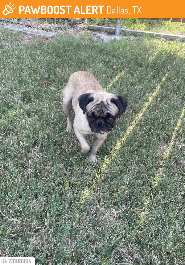 Found/Stray Female Dog last seen Sunny side ave, Dallas, TX 75211