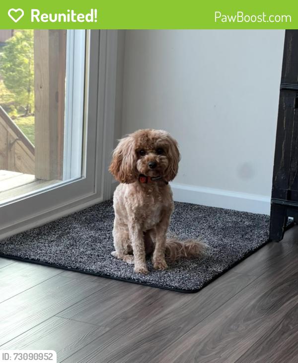 Reunited Female Dog last seen Near Candlehurst Pl, Fayetteville, NC 28306, USA, Fayetteville, NC 28306