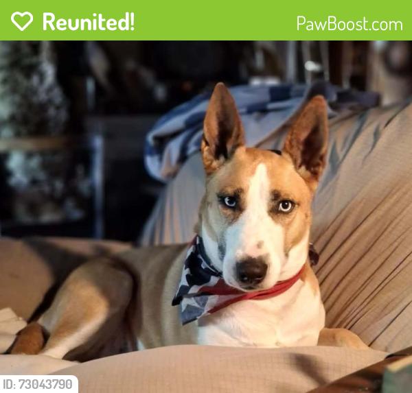 Reunited Female Dog last seen Iron horse, North Richland Hills, TX 76180