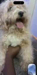 Reunited Female Dog last seen Chico and Boran, Forney, TX 75126