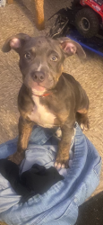 Reunited Male Dog last seen Murchison, Fayetteville, NC 28301