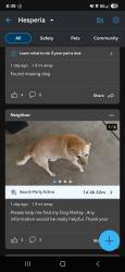 Lost Female Dog last seen Ranchero road, Hesperia, CA 92345