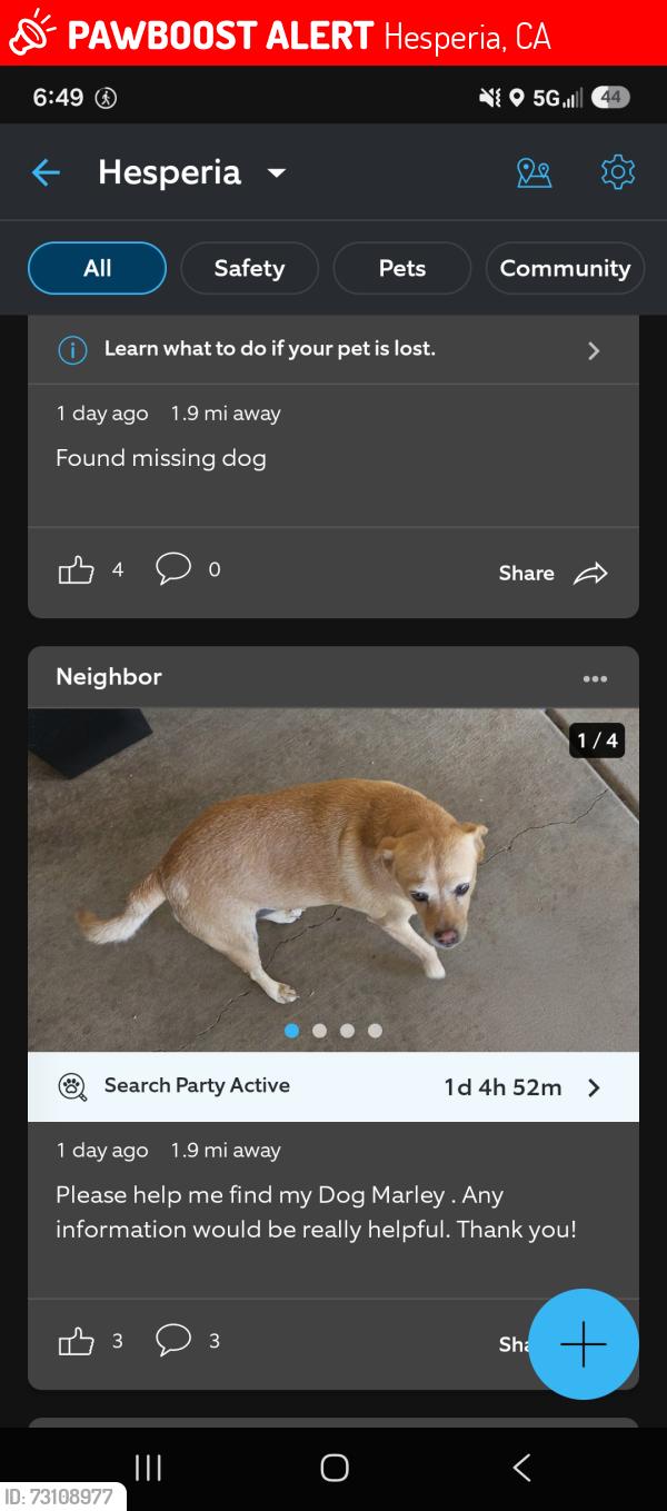 Lost Female Dog last seen Ranchero road, Hesperia, CA 92345