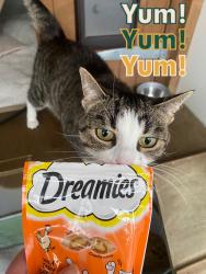Lost Female Cat last seen Culverley road, Greater London, England SE6