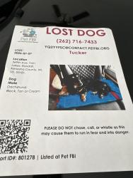 Reunited Male Dog last seen 368th Avenue, Twin Lakes, WI 53181