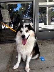 Reunited Male Dog last seen Whites canyon, Santa Clarita, CA 91351