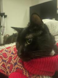 Lost Male Cat last seen Near w 82nd St, Minneapolis, MN 55431