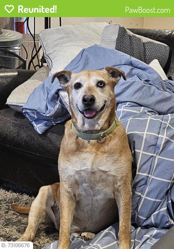 Reunited Male Dog last seen Carlisle and Comance, Albuquerque, NM 87110