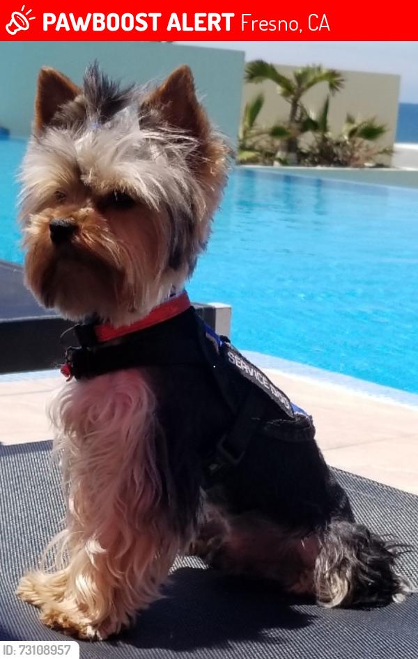 Lost Male Dog last seen Olive, Fresno, CA 93727