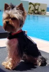 Lost Male Dog last seen Olive, Fresno, CA 93727