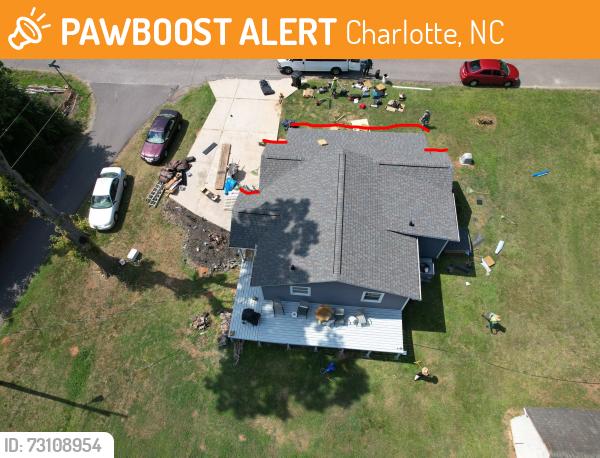 Found/Stray Male Dog last seen lakeview road and reame rd, Charlotte, NC 28216