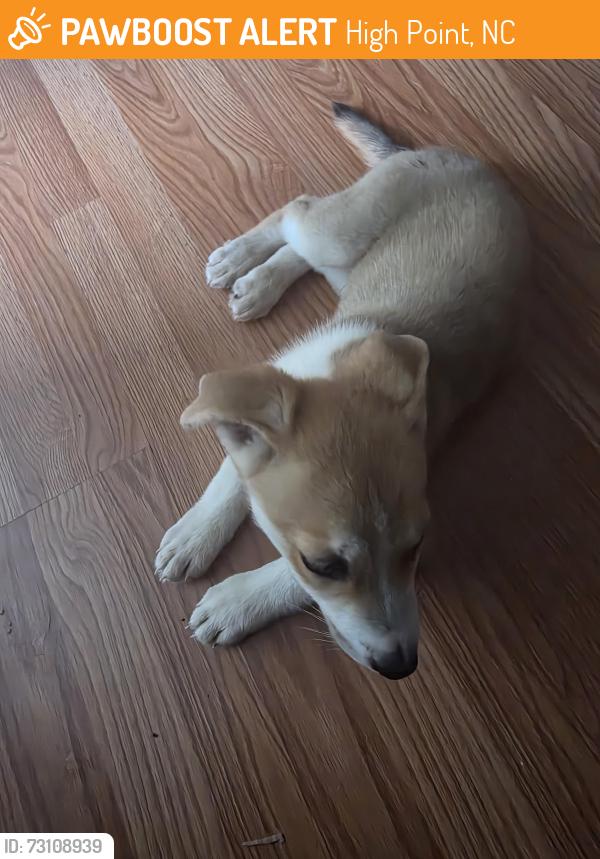 Found/Stray Male Dog last seen college st. right after crossing main street, at the tree linr, High Point, NC 27260