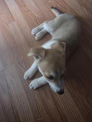 Found/Stray Male Dog last seen college st. right after crossing main street, at the tree linr, High Point, NC 27260