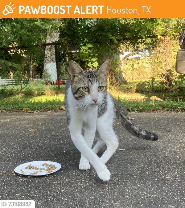 Found/Stray Unknown Cat last seen Woodridge Dr. & Evergreen Dr, Houston, TX 77087