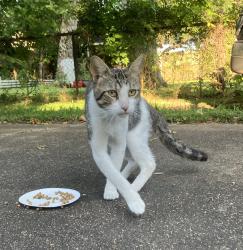 Found/Stray Unknown Cat last seen Woodridge Dr. & Evergreen Dr, Houston, TX 77087