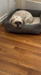 Lost Male Dog last seen Cameron Avenue, Winston Salem, NC, Winston-Salem, NC 27101