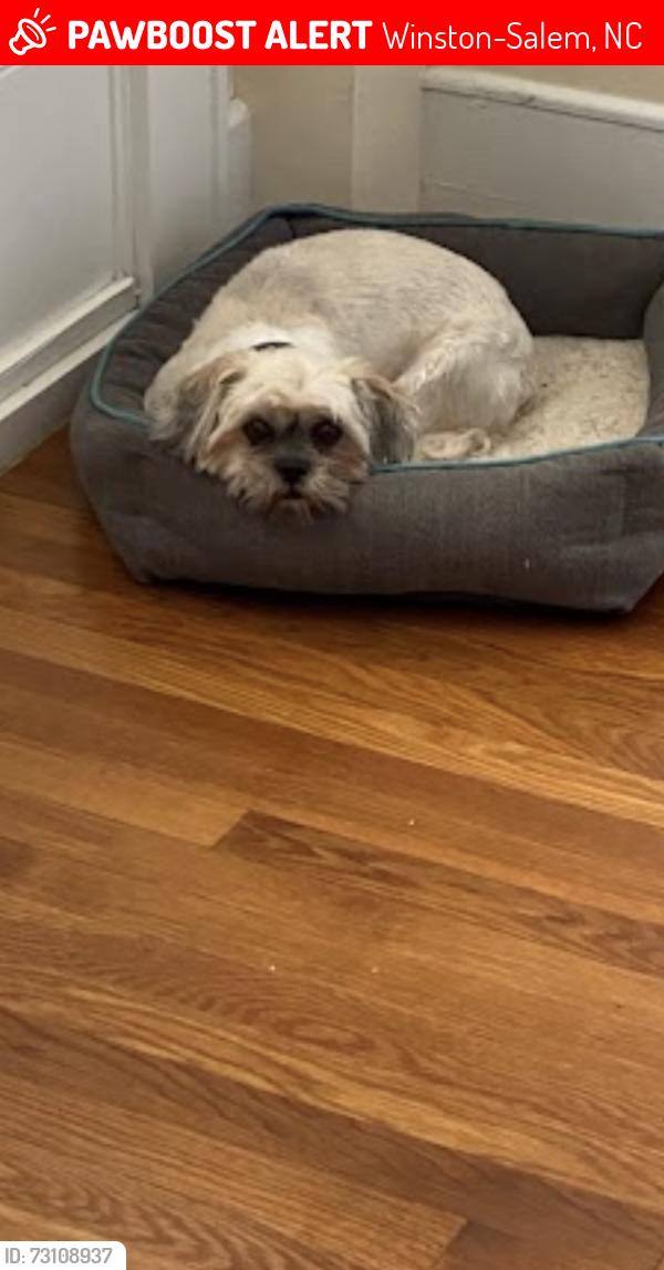 Lost Male Dog last seen Cameron Avenue, Winston Salem, NC, Winston-Salem, NC 27101