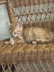 Lost Female Cat last seen Diamond Shore Loop, Citrus Hills, FL 34442