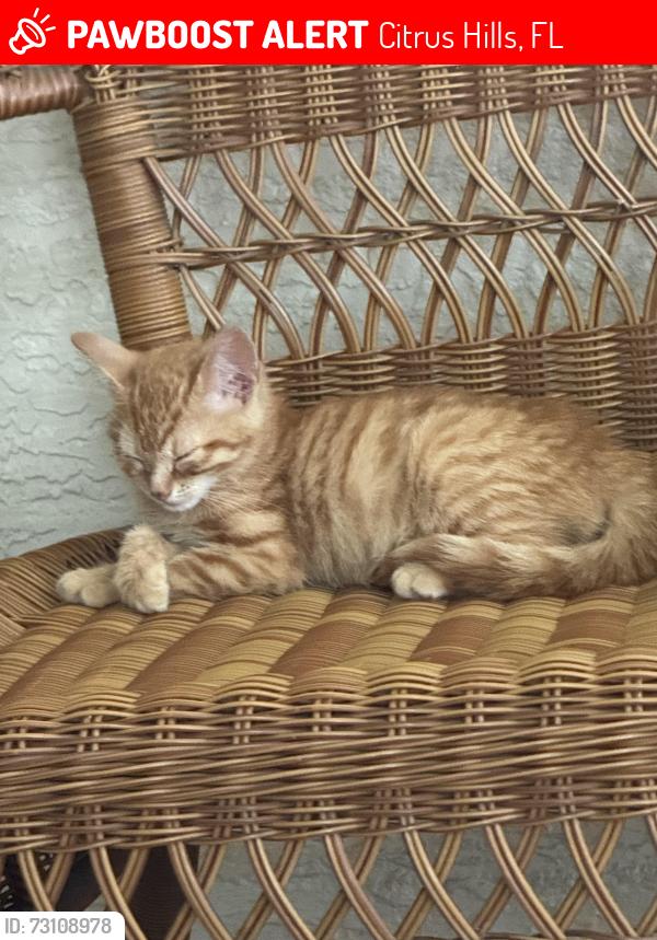 Lost Female Cat last seen Diamond Shore Loop, Citrus Hills, FL 34442