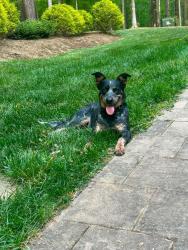 Reunited Male Dog last seen St marys, Hillsborough, NC 27278