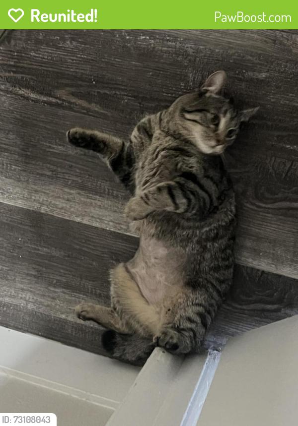Reunited Female Cat last seen Eaton and 17th, Lakewood, CO 80214
