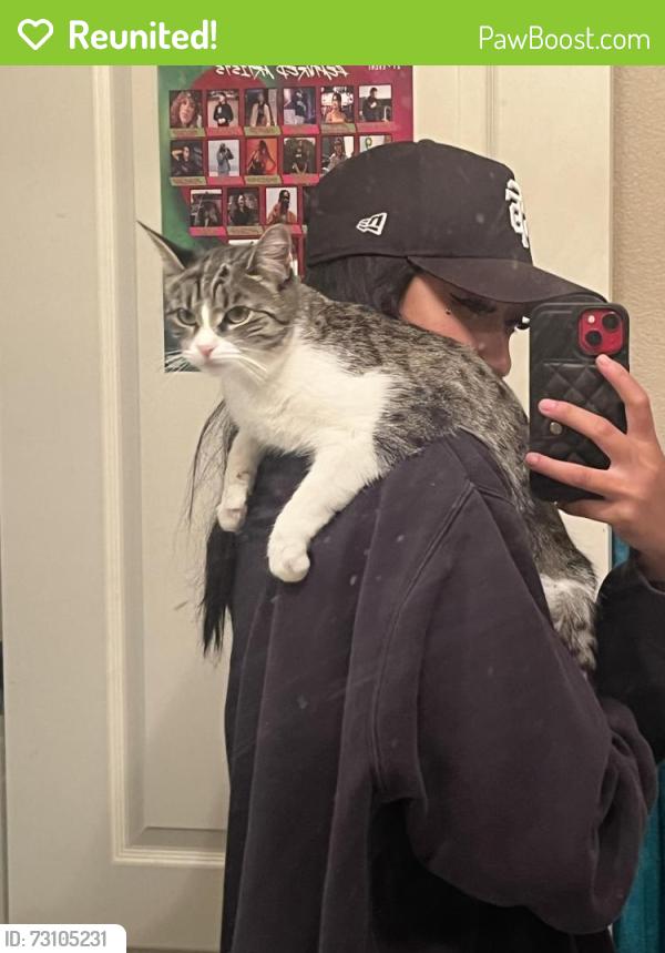 Reunited Female Cat last seen Near green haven ct tracy ca, Tracy, CA 95377
