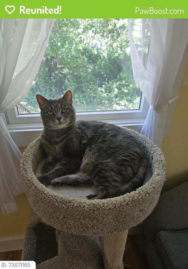 Reunited Female Cat last seen Mailboxes by the end of Oliver St, Mattapoisett, MA 02739