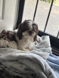 Reunited Male Dog last seen Boyce Avenue, Memphis, TN 38111