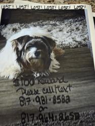 Lost Male Dog last seen Chicken Express, Granbury, TX 76048