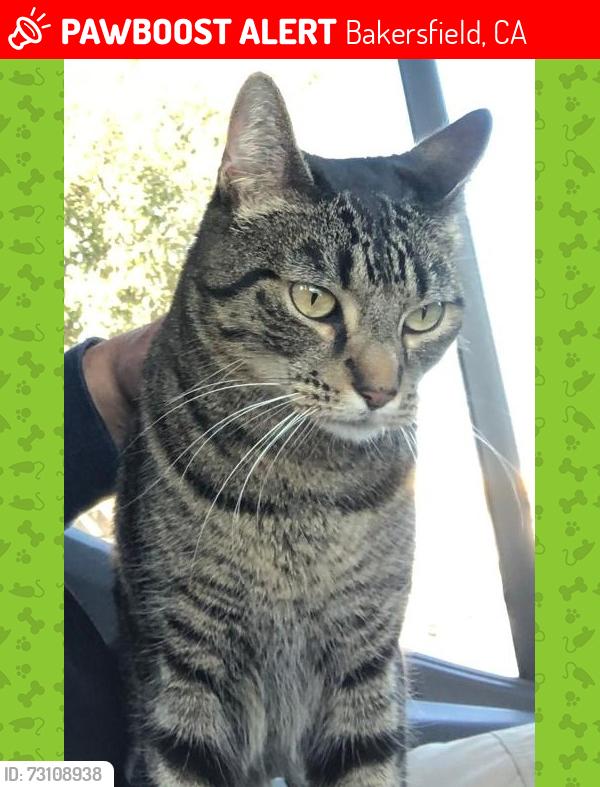 Lost Male Cat last seen City in the Hills Park, City Hills Drive and Panorama Drive, Bakersfield, CA 93306