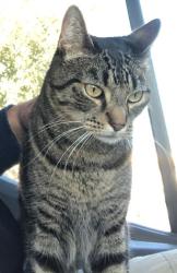 Lost Male Cat last seen City in the Hills Park, City Hills Drive and Panorama Drive, Bakersfield, CA 93306