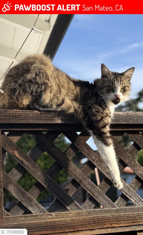 Lost Male Cat last seen 22nd Ave, San Mateo, CA 94403