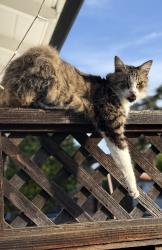 Lost Male Cat last seen 22nd Ave, San Mateo, CA 94403