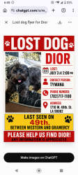 Lost Male Dog last seen 49th Street and western, Los Angeles, CA 90062