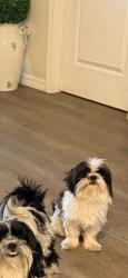 Reunited Male Dog last seen Umatilla rd. And 450, Umatilla, FL 32784