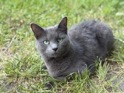 Reunited Female Cat last seen Elm street and Malpe, Terrell, TX 75160