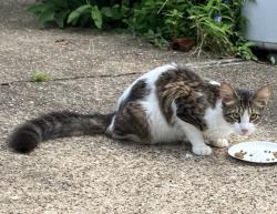 Found/Stray Unknown Cat last seen Near Woodridge Dr. & Evergreen Dr., Houston, TX 77087