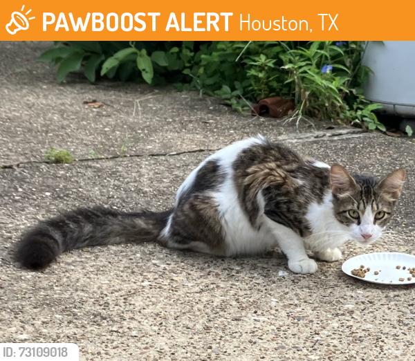 Found/Stray Unknown Cat last seen Near Woodridge Dr. & Evergreen Dr., Houston, TX 77087