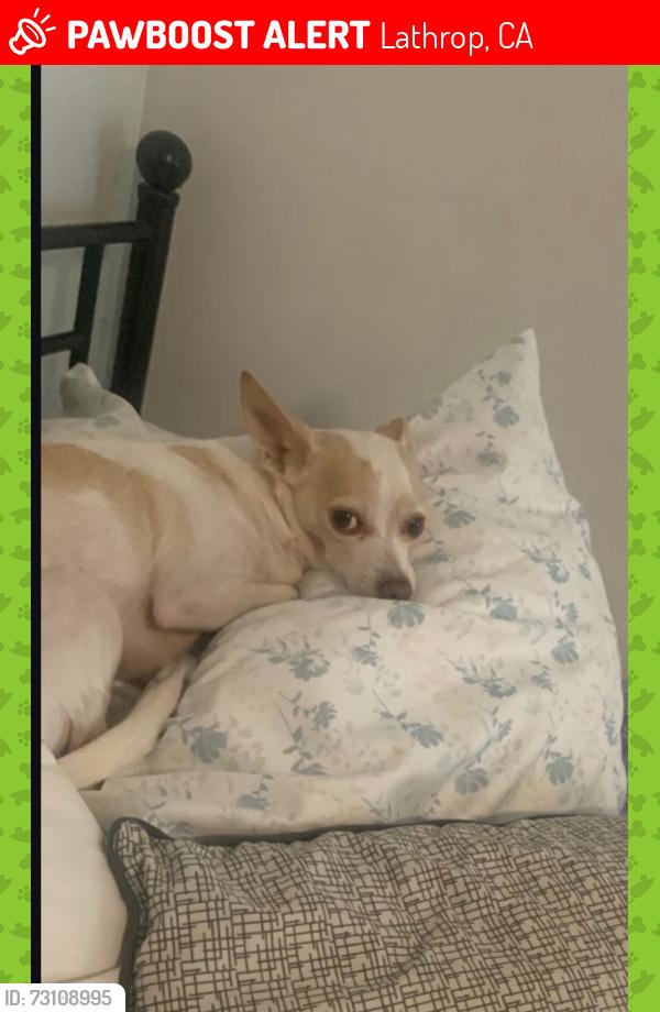 Lost Male Dog last seen Warren and Avon Lathrop ca 95330, Lathrop, CA 95330