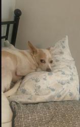 Lost Male Dog last seen Warren and Avon Lathrop ca 95330, Lathrop, CA 95330