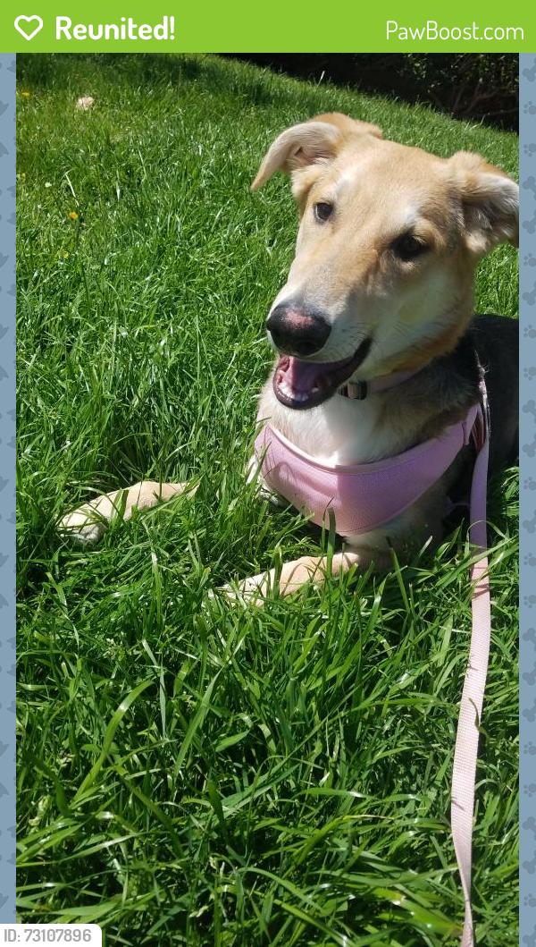 Reunited Female Dog last seen turtle vista park, Irvine, CA 92603