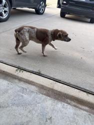 Found/Stray Male Dog last seen Hunt regional hosp, Greenville, TX 75401