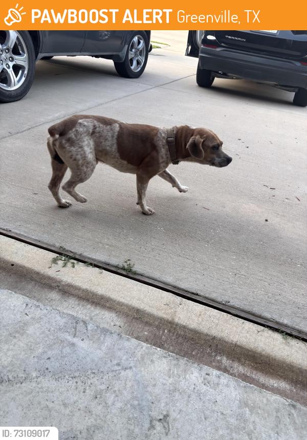 Found/Stray Male Dog last seen Hunt regional hosp, Greenville, TX 75401