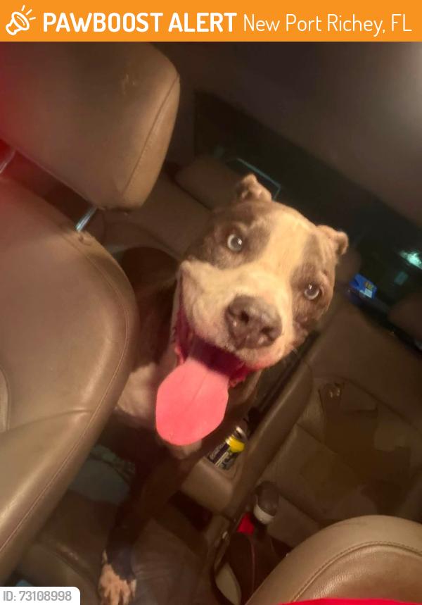 Found/Stray Male Dog last seen Wawa, New Port Richey, FL 34654