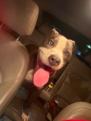 Found/Stray Male Dog last seen Wawa, New Port Richey, FL 34654