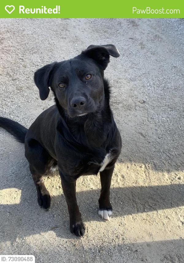 Reunited Female Dog last seen The house, Santa Ana, CA 92704
