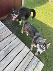 Found/Stray Male Dog last seen 44th and Mackleman Dr, Oklahoma City, OK 73135