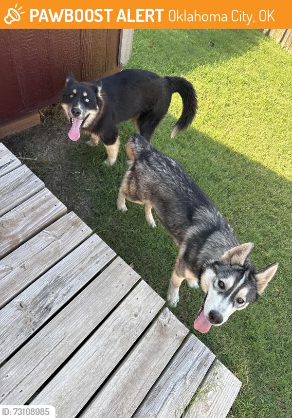Found/Stray Male Dog last seen 44th and Mackleman Dr, Oklahoma City, OK 73135